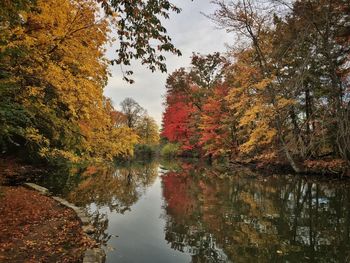 Reflection of trees in water