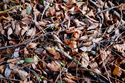 High angle view of dry leaves on field