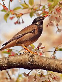 Low angle view of a bird perching on branch