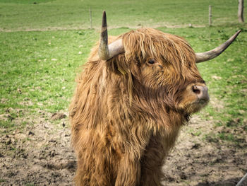 Lion lying in a field