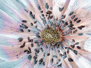 Close-up of insect on flower