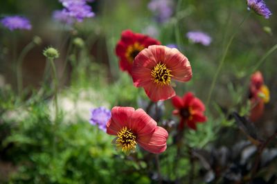 Close-up of cosmos flowers blooming outdoors