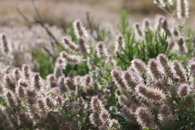 Close-up of flowering plants on field