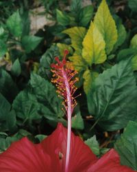 Close-up of red flowers