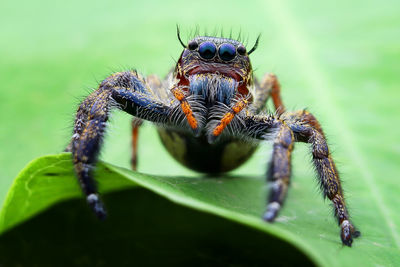 Close-up of spider