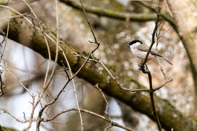 Close-up of bird perching on branch