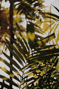 Low angle view of plants