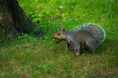 Side view of squirrel on field