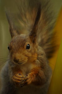 Close-up of squirrel