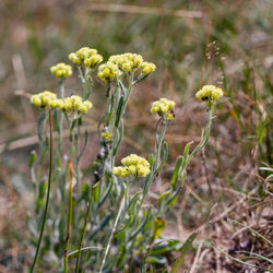 Close-up of yellow flowers blooming in field