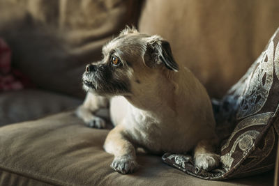 Close-up of a dog looking away