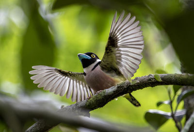 Close-up of bird perching on branch