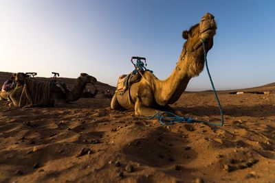 Camel sitting on in dessert against sky