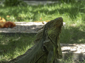 Close-up of a lizard on a field