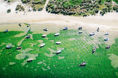 High angle view of sheep on grass