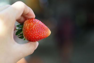 Close-up of hand holding strawberry