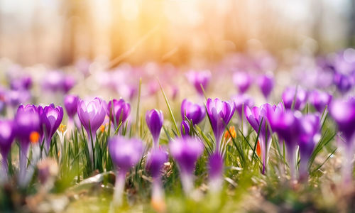 Close-up of purple crocus flowers on field