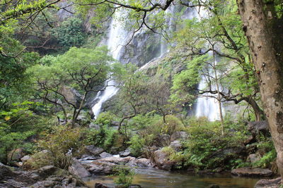 Scenic view of waterfall amidst trees in forest