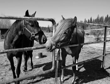 View of horse on field by fence