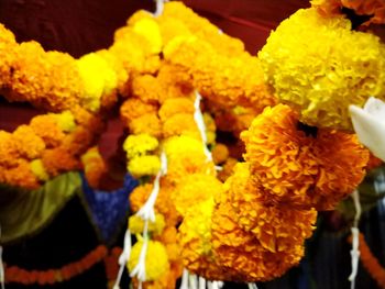 Close-up of yellow flowering plant