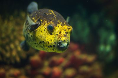 Close-up of fish swimming in sea