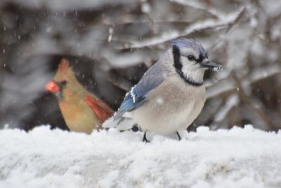 Close-up of bird perching on snow