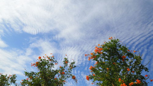 Low angle view of flowering plant against sky