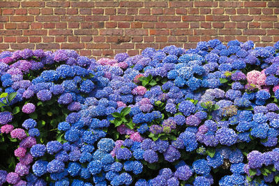 Close-up of fresh purple hydrangea flowers in wall