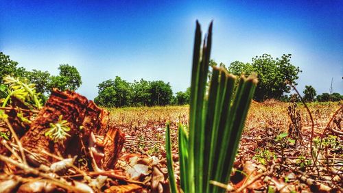Plants growing on field against blue sky
