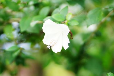 Close-up of white flowering plant