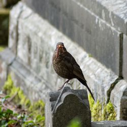 Close-up of bird perching on wall