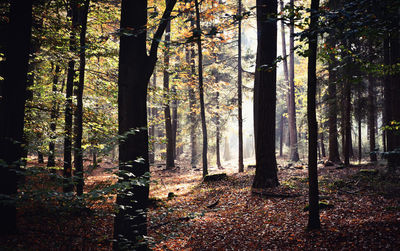 Trees growing in forest