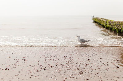Seagulls perching on beach by sea against sky