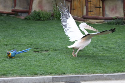 Birds flying over grass