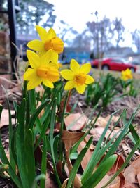 Close-up of yellow flowers blooming outdoors