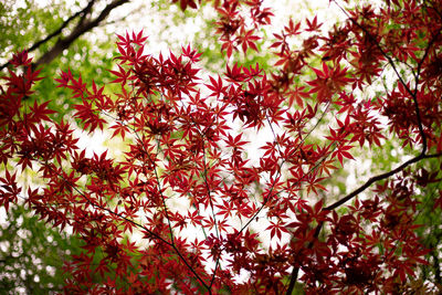 Close-up of red flowering plant