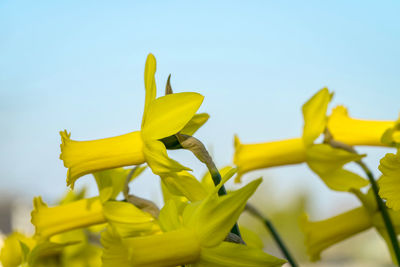 Close-up of yellow leaves