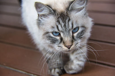 Close-up of cat