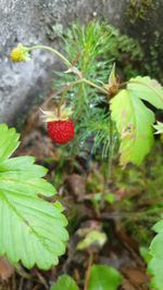 Close-up of strawberry growing on plant