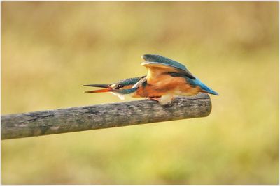 Close-up of kingfisher perching on wood