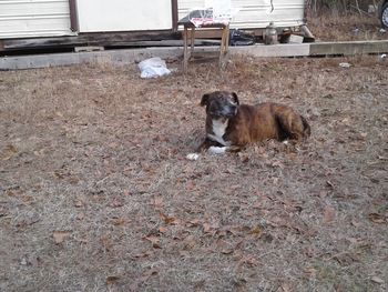 Dog on ground