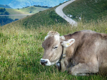 Sheep on landscape