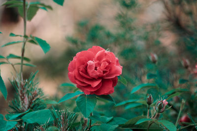 Close-up of pink rose