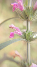 Close-up of pink flowers