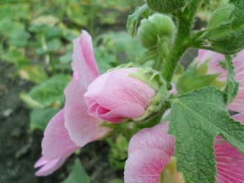 Close-up of pink flower blooming outdoors