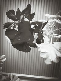 Close-up of flowers