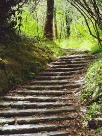 Footpath in forest