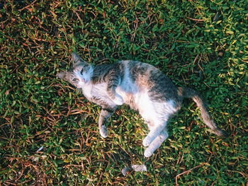 High angle view of cat on grass