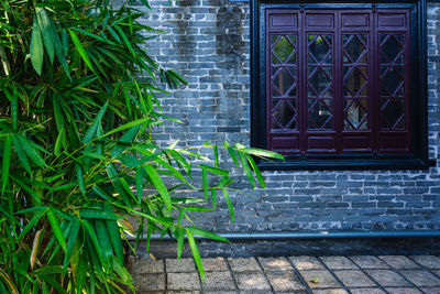 Close-up of plants by window