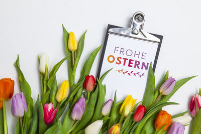 Close-up of tulips